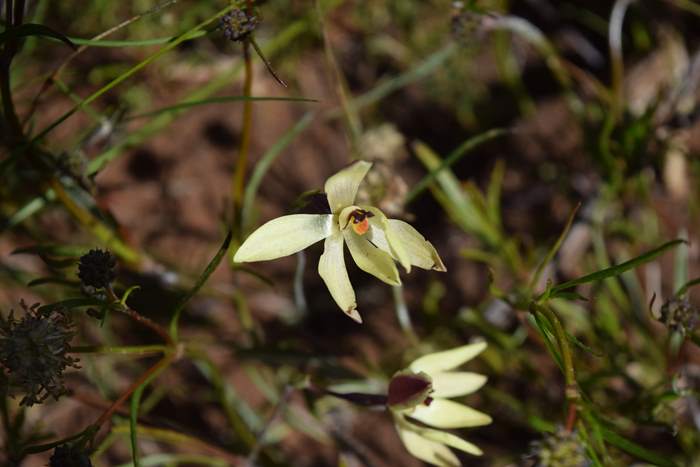 Thelymitra - Orchid-vanilla-0004.JPG